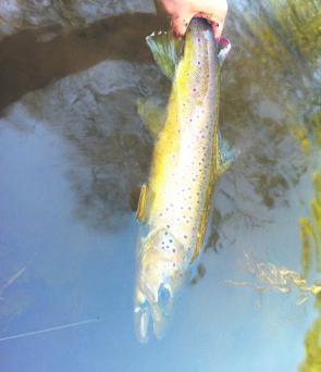 The Emu River is a great trout destination in March – soft plastics and fly are top methods.